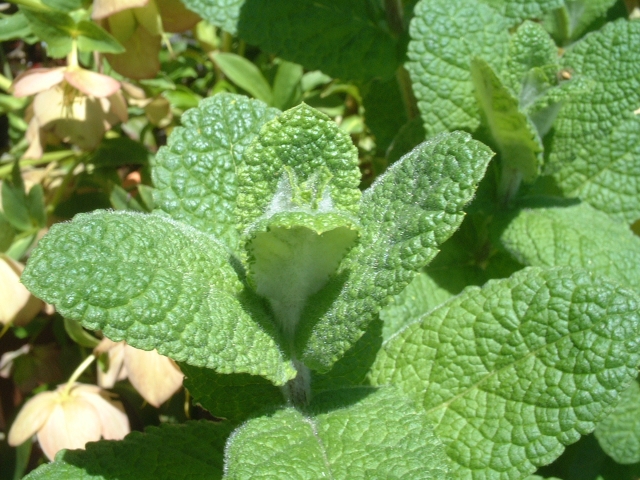 アップルミントの育て方とレシピ 使い方は飲食だけにあらず 植物のある生活