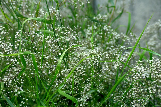 カスミソウ種類と育て方 挿し木や寄せ植えは 枯れる原因は 植物のある生活