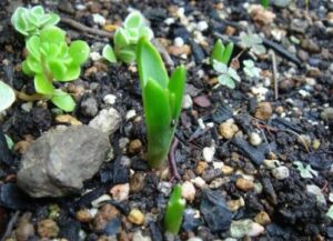 ヒヤシンス植えっぱなしok 育て方や増やし方のコツは 植物のある生活