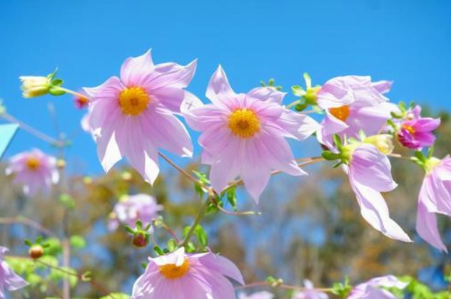 皇帝ダリアの花言葉と育て方 挿し木や寄せ植え等のコツは 植物のある生活