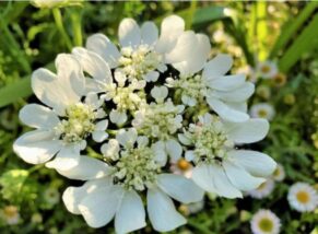 ホワイトレースフラワー花言葉と育て方 種取りや寄せ植えは 植物のある生活