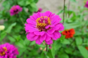 ジニアの花言葉は怖い ピンク等色別の意味や人気の品種は 植物のある生活