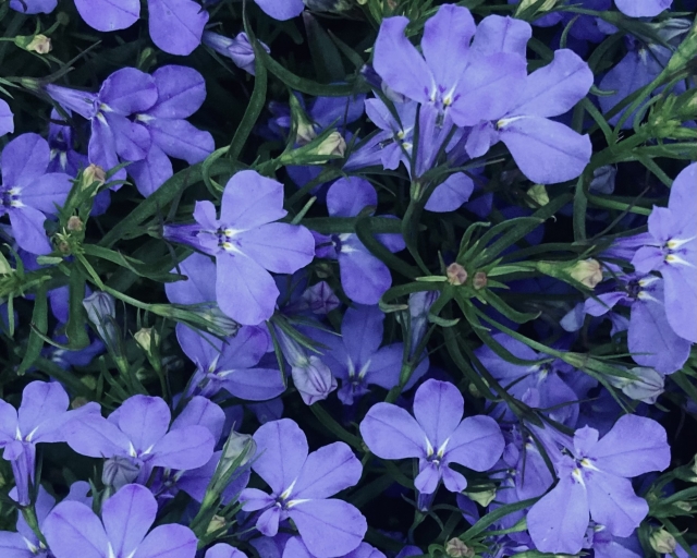 ロベリアの育て方!増やし方・寄せ植え・冬越し等のポイント | 植物のある生活