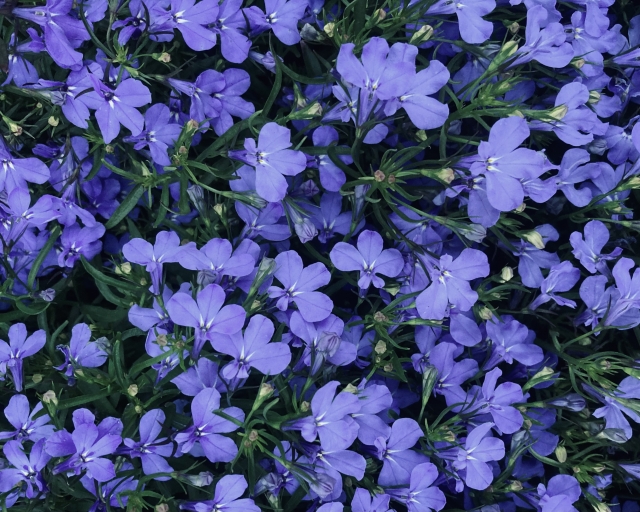 ロベリアの育て方!増やし方・寄せ植え・冬越し等のポイント | 植物のある生活